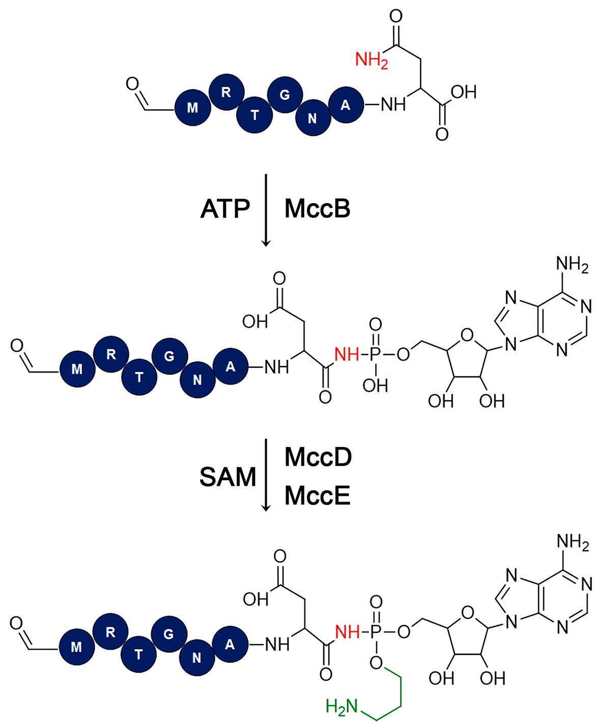 Схема биосинтеза микроцина C