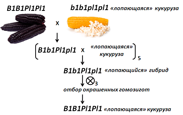 Селекционная схема получения кукурузы для попкорна