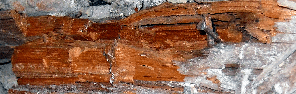 Часть деревянного элемента, пораженного домовым грибом