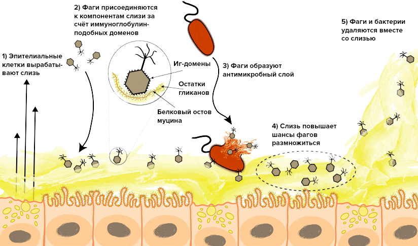 Поведение бактериофагов на поверхности слизистых оболочек