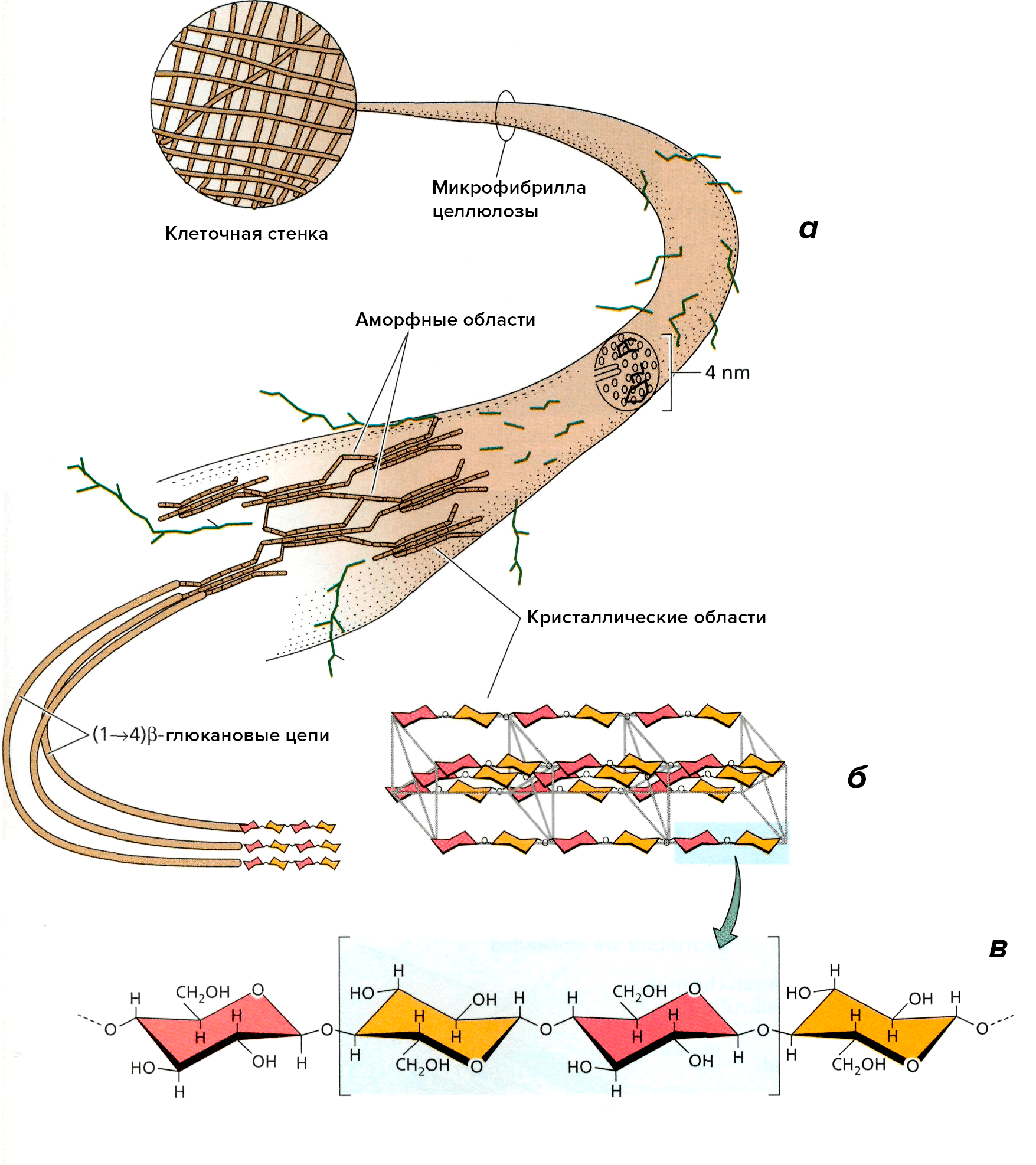 Структурная модель микрофибриллы целлюлозы