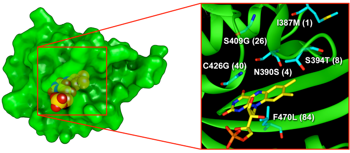 Предполагаемые пространственные структуры белка miniSOG и его активного центра