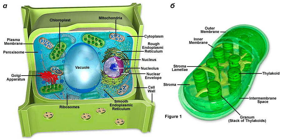 Строение растительной клетки и хлоропласта