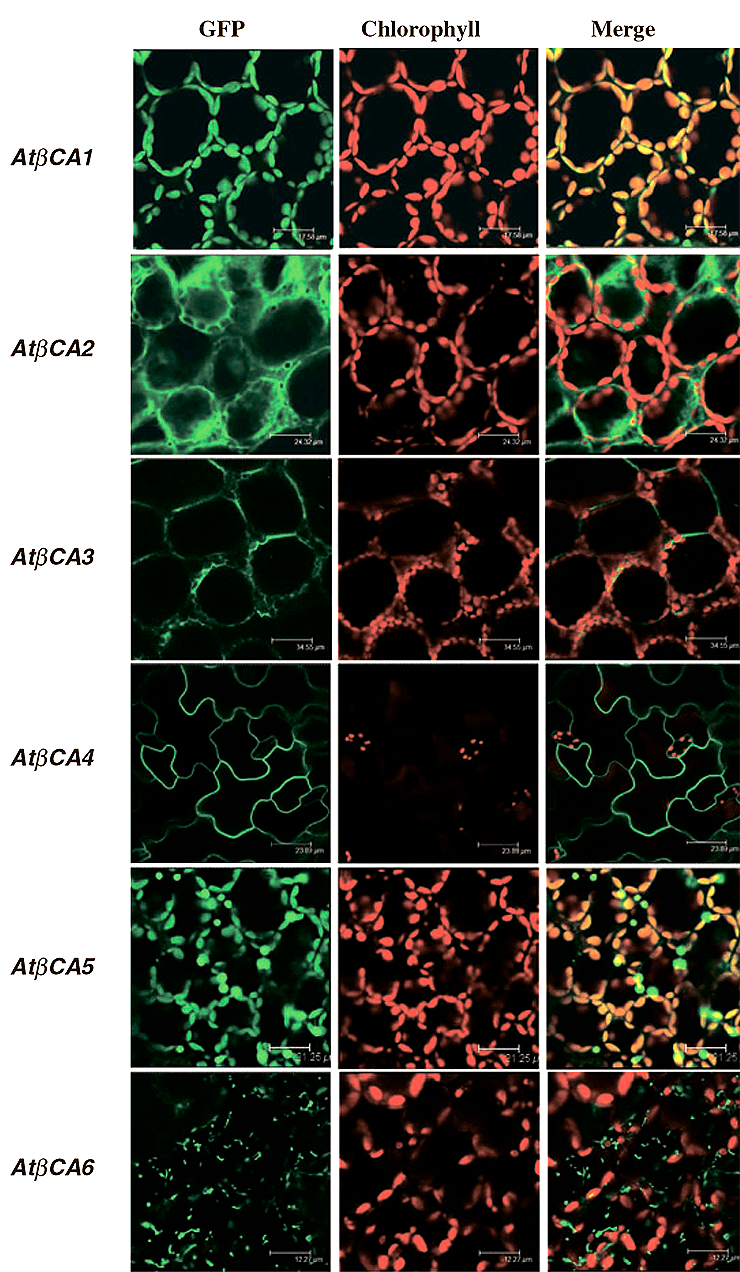 Микрофотография клеток с GFP, который «сшит» с кодирующей областью генов β-КА1—6