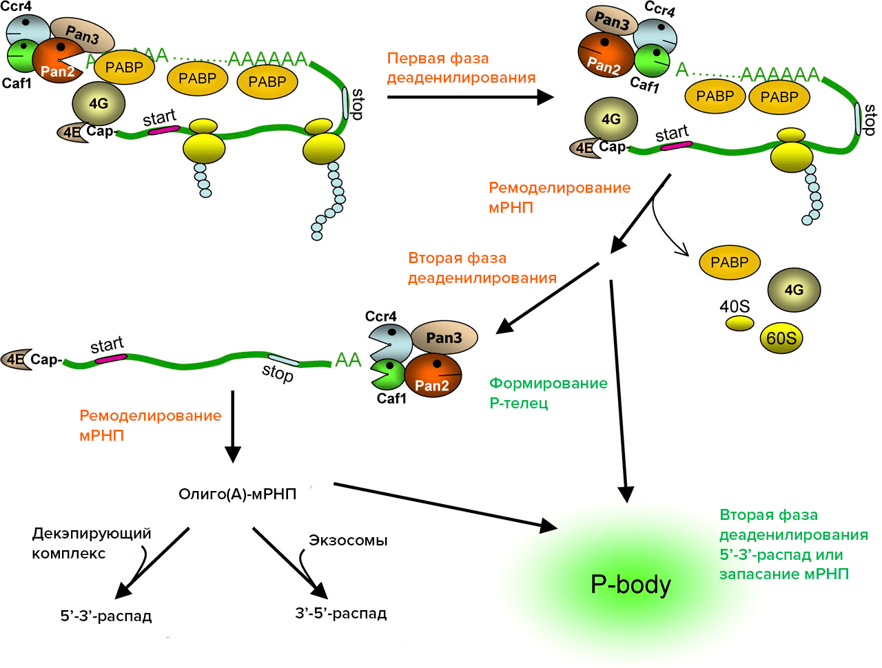 Разрушение рнк. Схема полного распада РНК протеинов. Распад МРНК.. Этапы жизненного цикла МРНК эукариот..