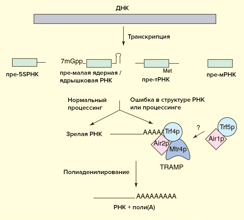Схема деградации некодирующих РНК в ядре