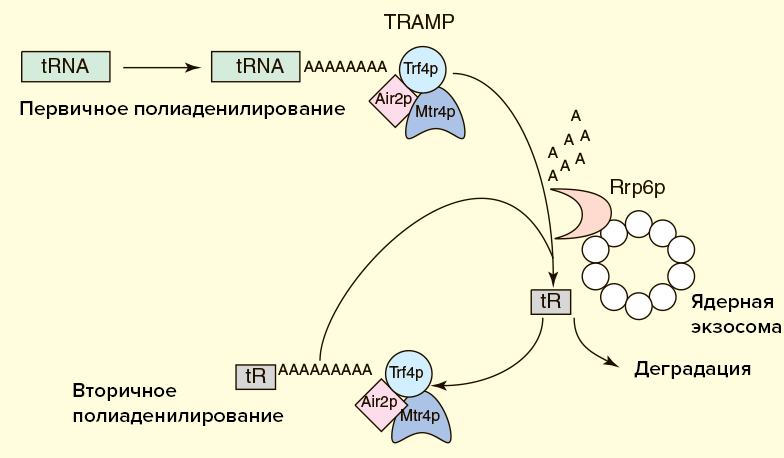 Схема деградации полиаденилированной тРНК экзосомой