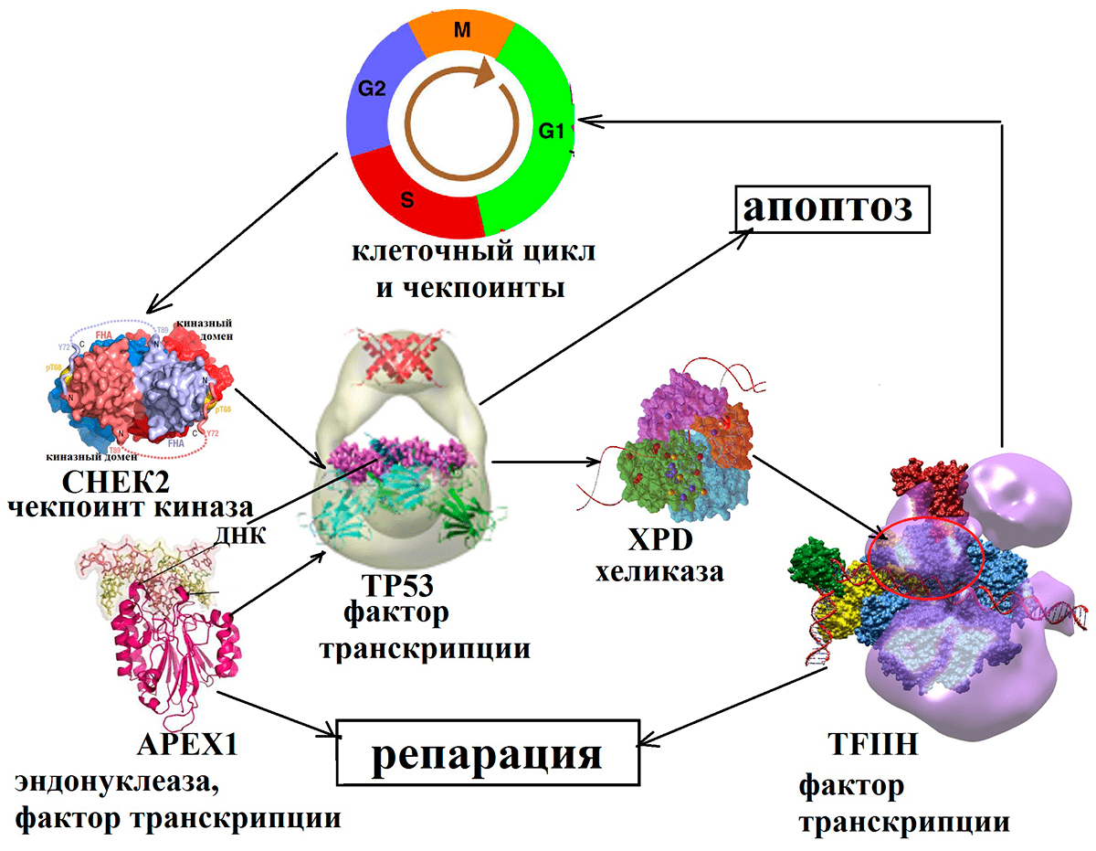 Взаимодействие белков репарации и контроля клеточного цикла