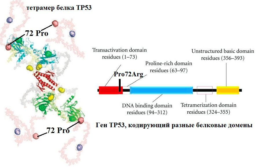 Повышение активности белка опухолевого супрессора TP53 в результате SNP кодирующего его гена