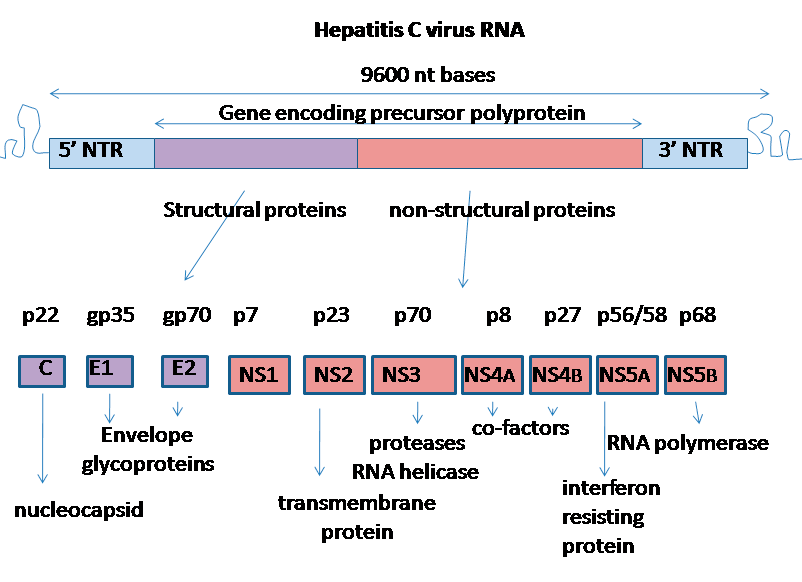 Структура генома вируса гепатита C