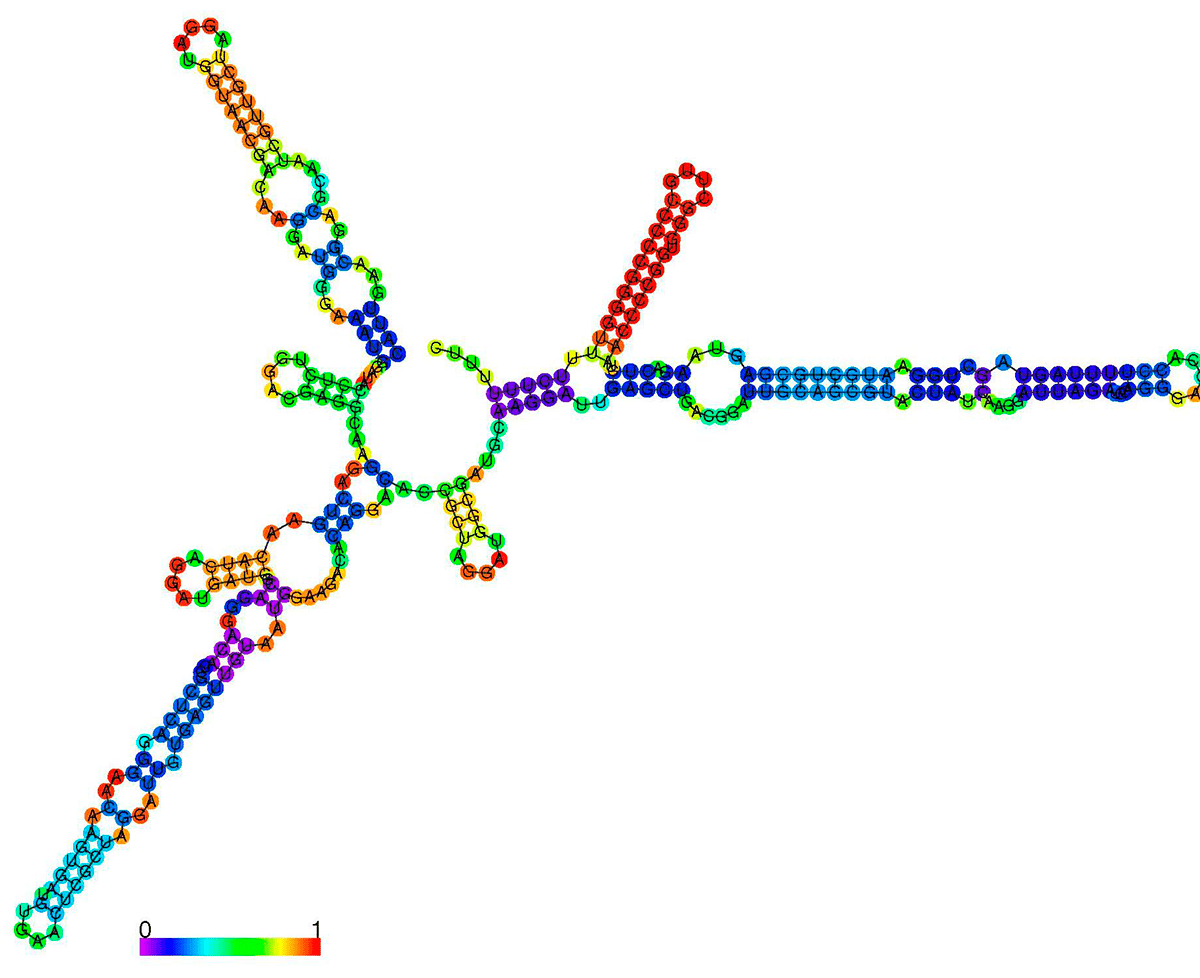 Вторичная структура малой РНК CsrB