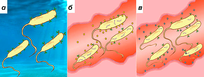 Малые РНК в реализации патогенных свойств холерного вибриона