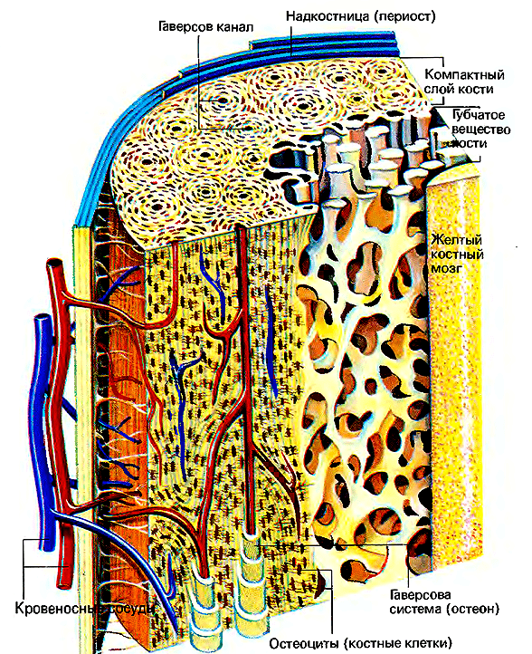 Строение трубчатой кости