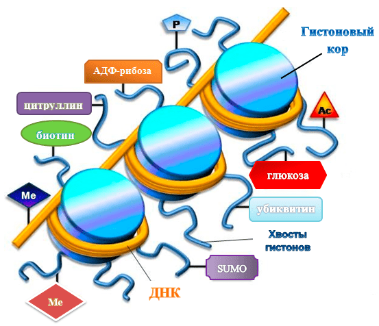 Эпигенетические модификаций ДНК и гистонов