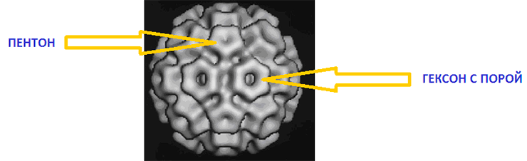 Электронная микрофотография вируса мозаики огурца