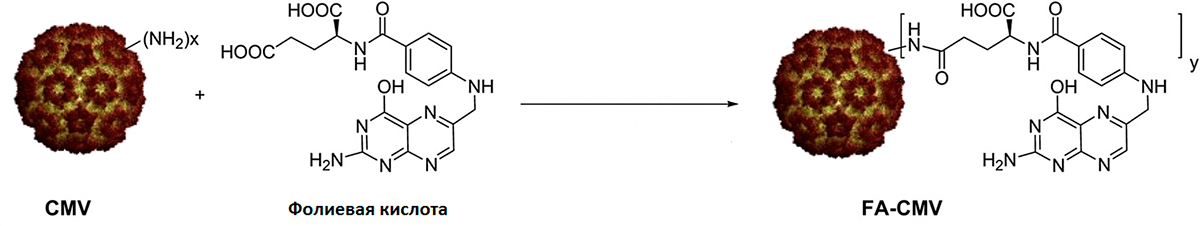 Конъюгация CMV и фолиевой кислоты