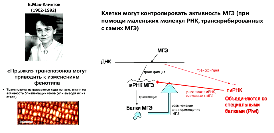 Роль МГЭ в геноме и механизм контроля их активности с участием пиРНК