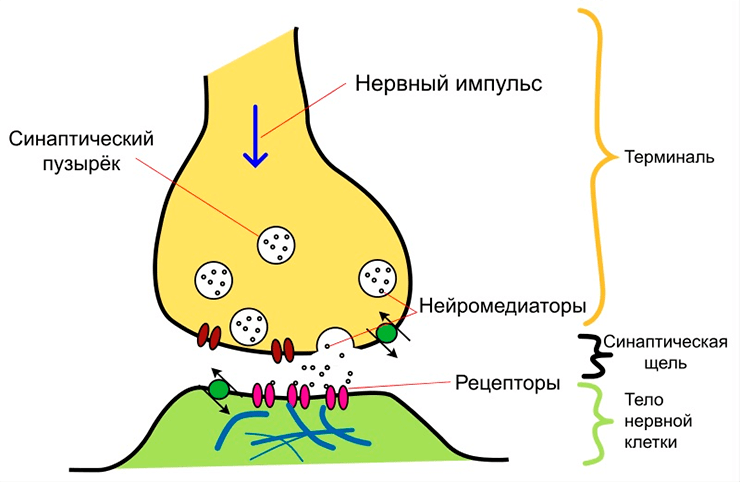 Схематическое изображение устройства синапса