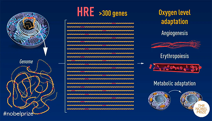 Транскрипционный фактор HIF-1 управляет экспрессией более чем 300 различных генов