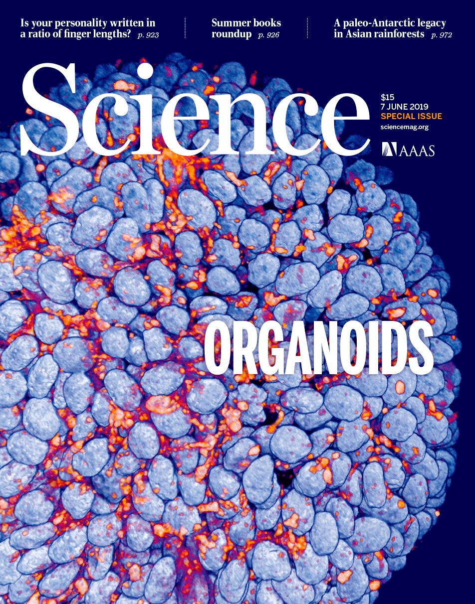 Спецвыпуск Science посвящен технологиям выращивания органоидов