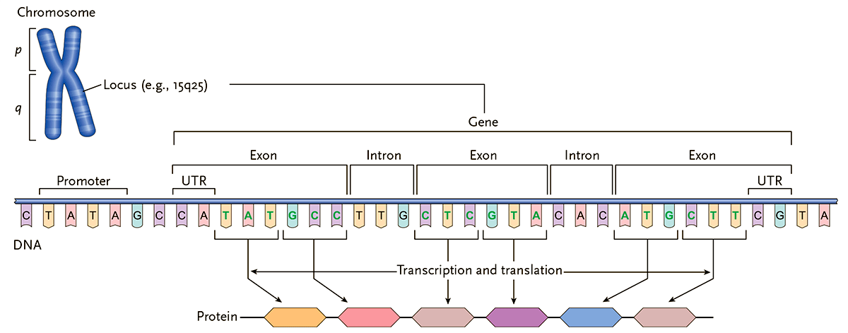 Структурное строение гена. Ген структура Гена. Структура Гена рисунок. Экзон Интрон промотор строение Гена. Ген схема строения.