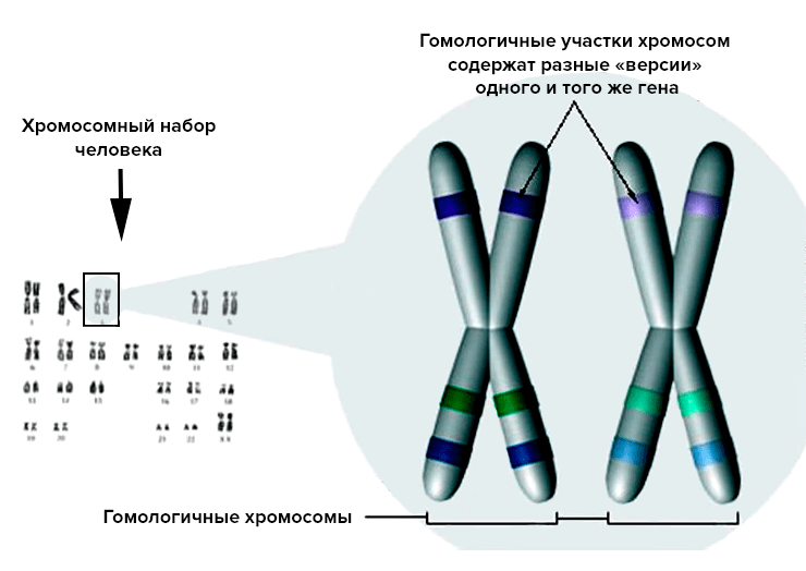 Диплоидный набор хромосом у человека