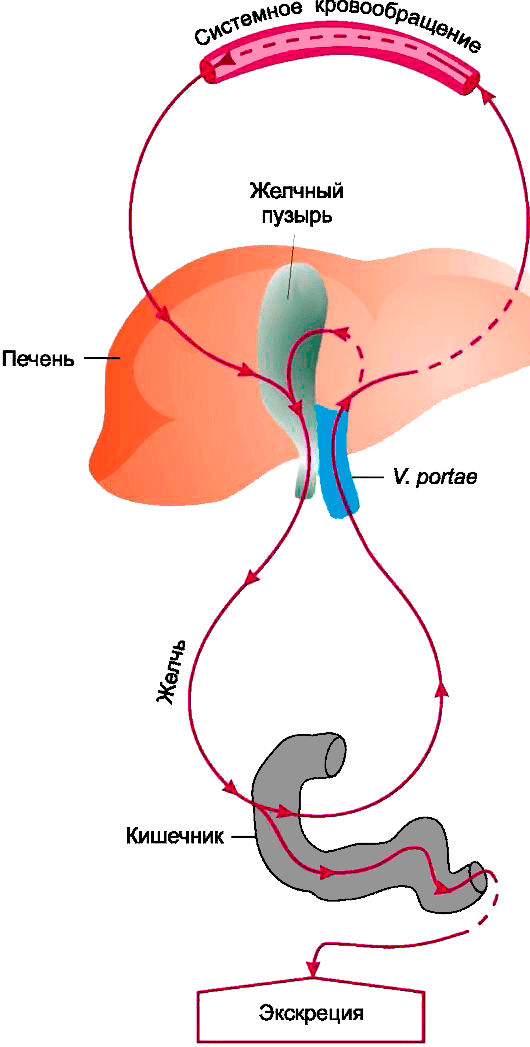 Схема кишечной экскреции лекарств