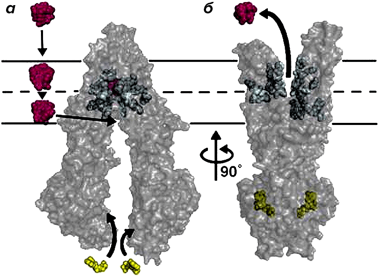 Схематическое изображение P-гликопротеина