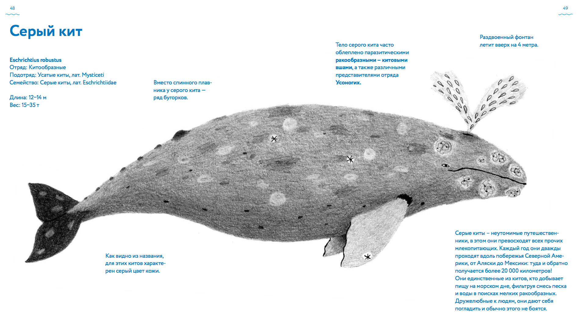 Иллюстрация из главы «Серый кит»