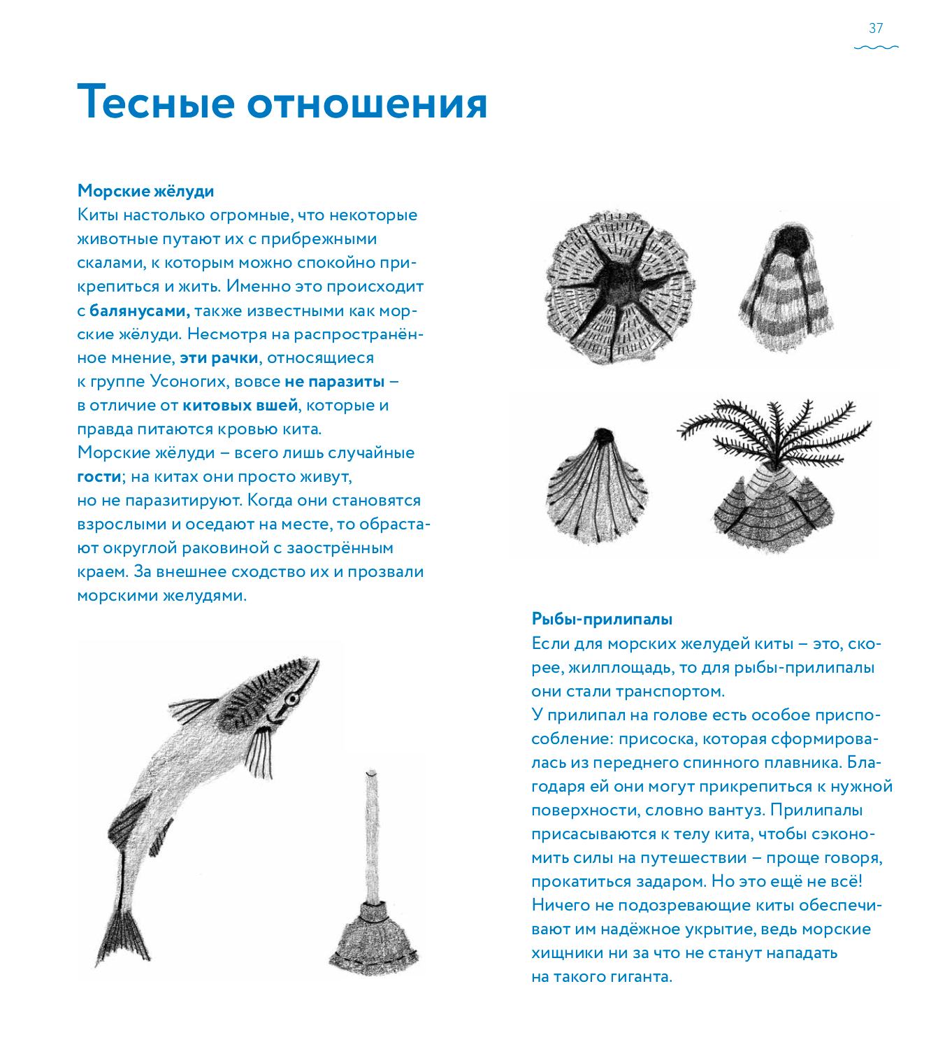 Иллюстрации из «Книги о китах» Андреа Антинори