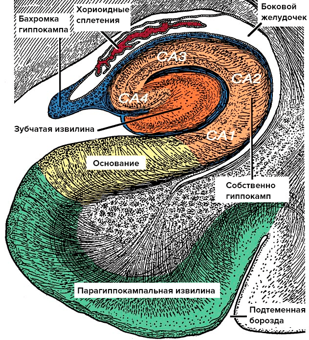 Анатомия гиппокампа