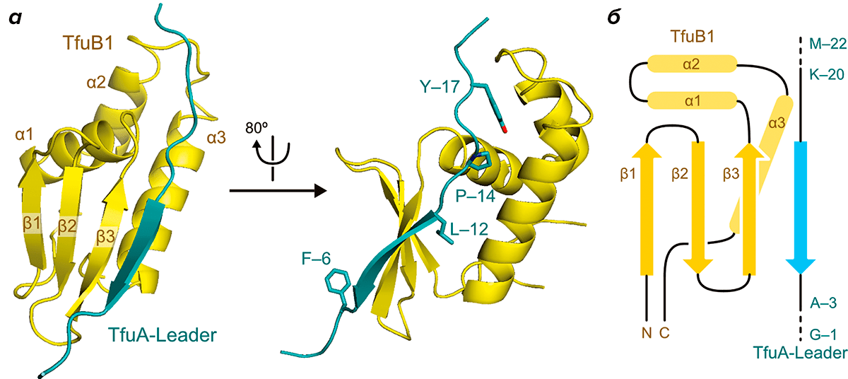 Пространственная структура комплекса TfuB1 и TfuA