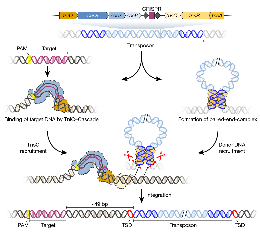 Механизм РНК-зависимой транспозиции