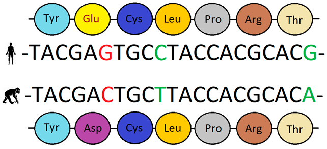 Вот так можно сравнивать гомологичные (имеющие общее происхождение) участки генома у разных видов и фиксировать замены