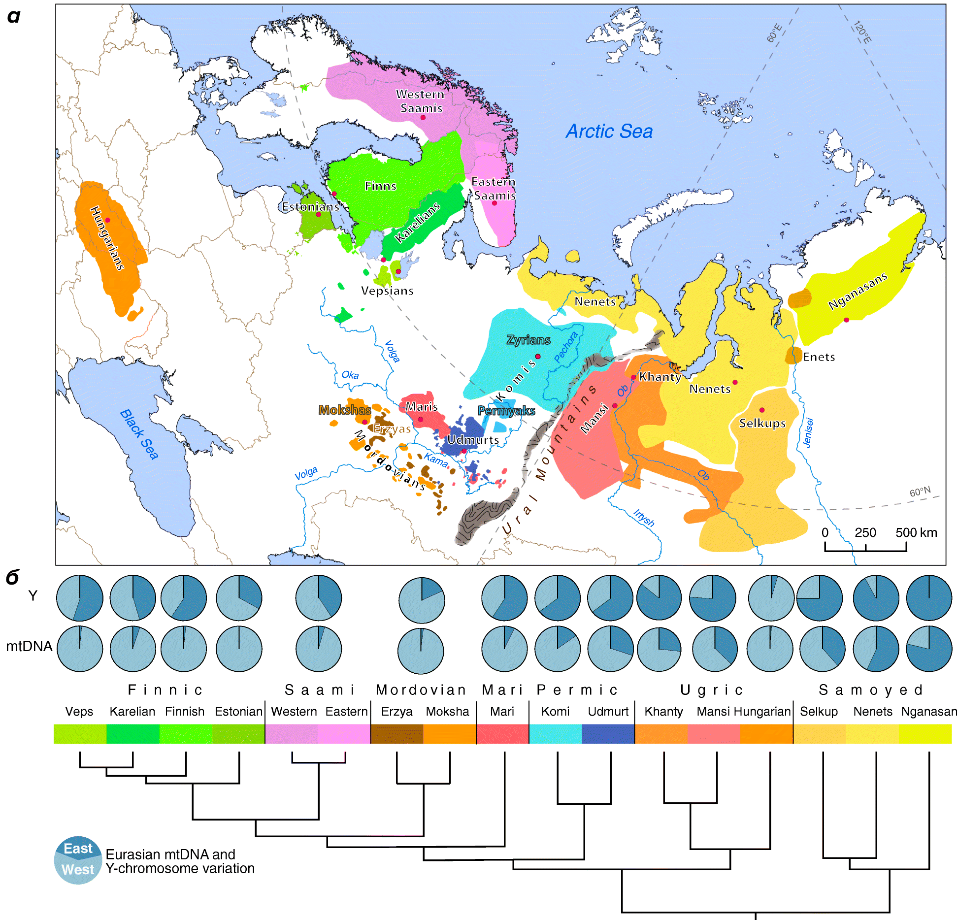 Соотношение западных и восточных евразийских компонентов по Y-хромосоме и мтДНК у представителей популяций, говорящих на языках, принадлежащих к уральской семье