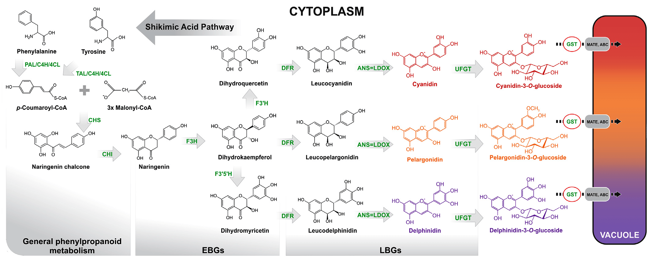 Схема биосинтеза антоцианов