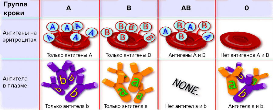 Группы крови антигены и антитела. 1 Группа крови антигены и антитела. Группы крови антигены эритроцитов. Антигены 4 группы крови. Антиген эритроцитов первой группы крови