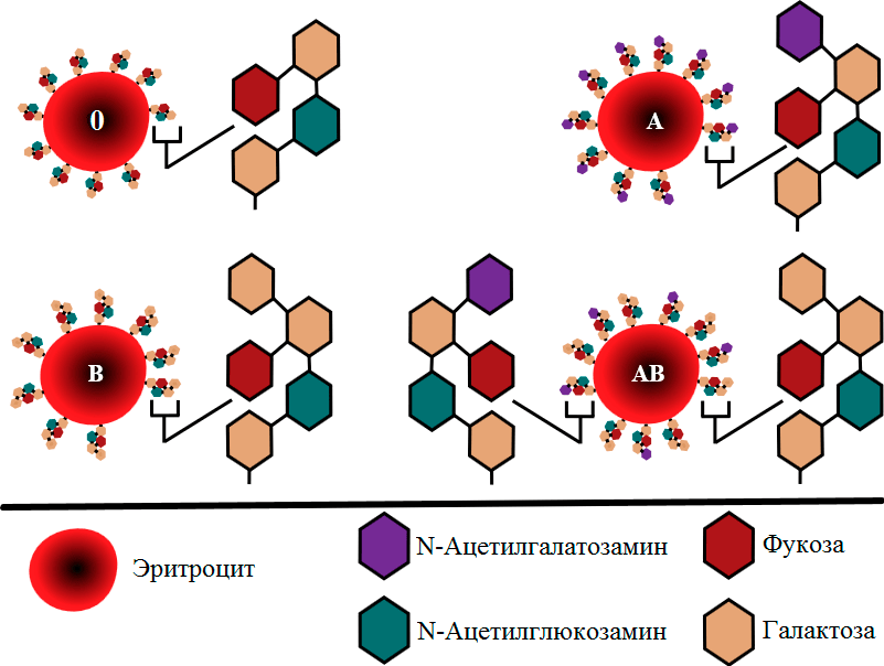 Строение антигенов групповой системы AB0