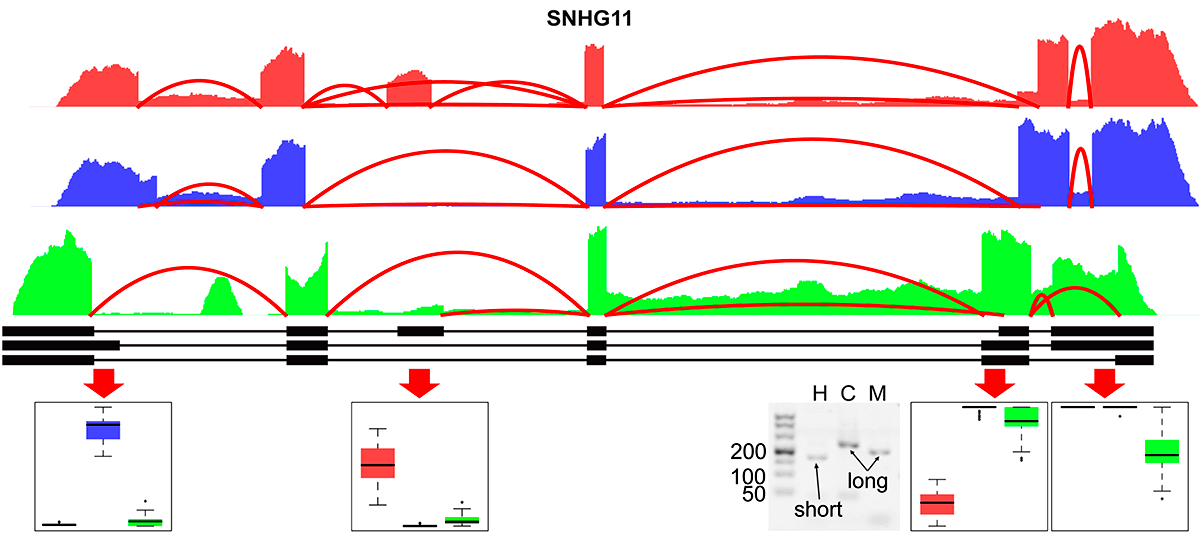 Сплайсинг гена SNHG11