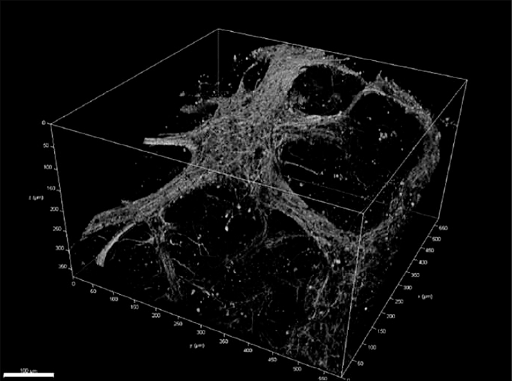 Компьютерная модель трехмерной нейронной сети в возрасте 12 недель