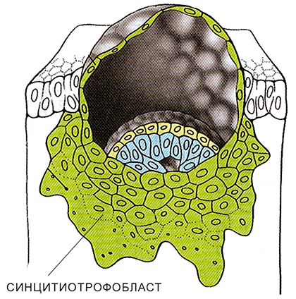 Синцитиотрофобласт