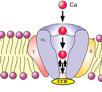 Блокаторы кальциевых каналов блокируют прохождение кальция в клетку