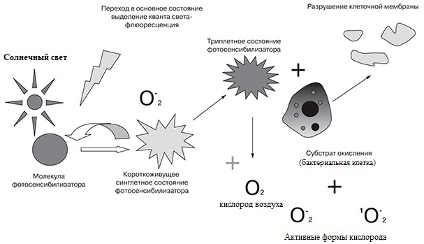 Схема фотодинамического воздействия на бактериальные клетки