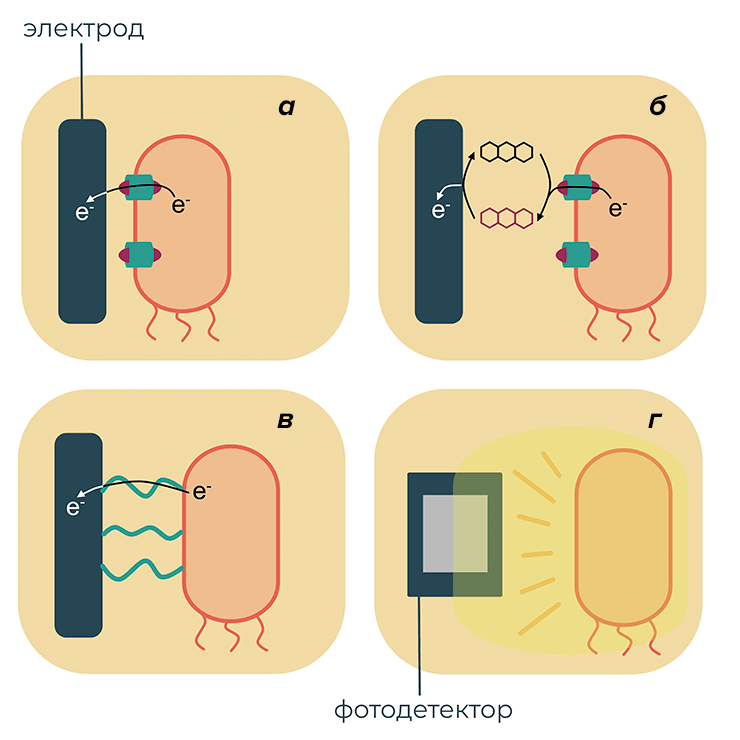 Механизмы взаимодействия бактерий с электроникой