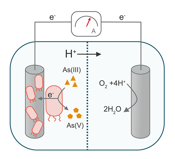 Микробный топливный элемент для преобразования As(III) в As(V)