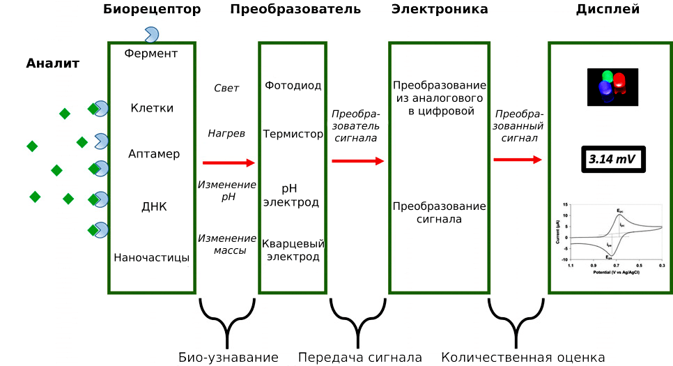 Общая схема работы биосенсора