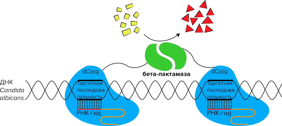 Схема молекулярной системы, предложенная командой UiOslo_Norway 2018