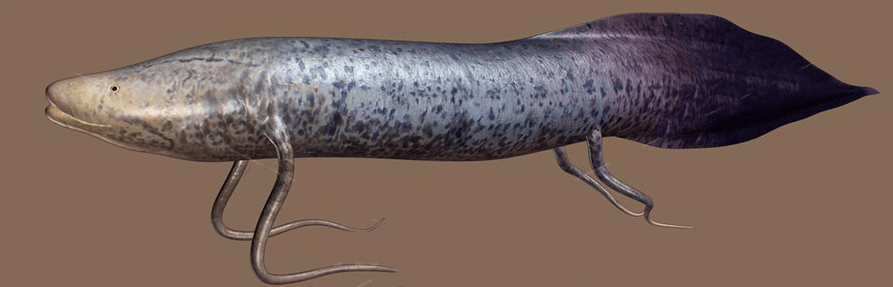 Protopterus aethiopicus