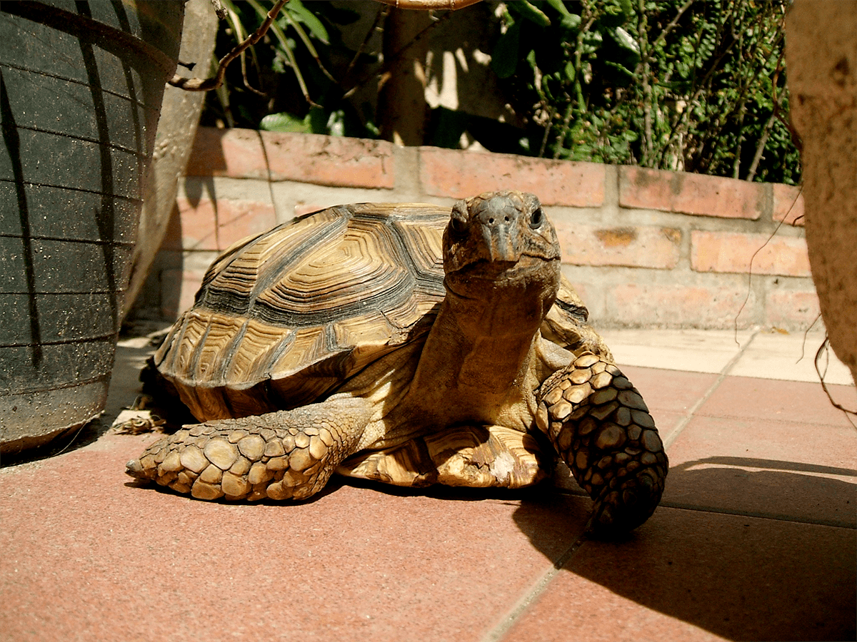 Аргентинская черепаха