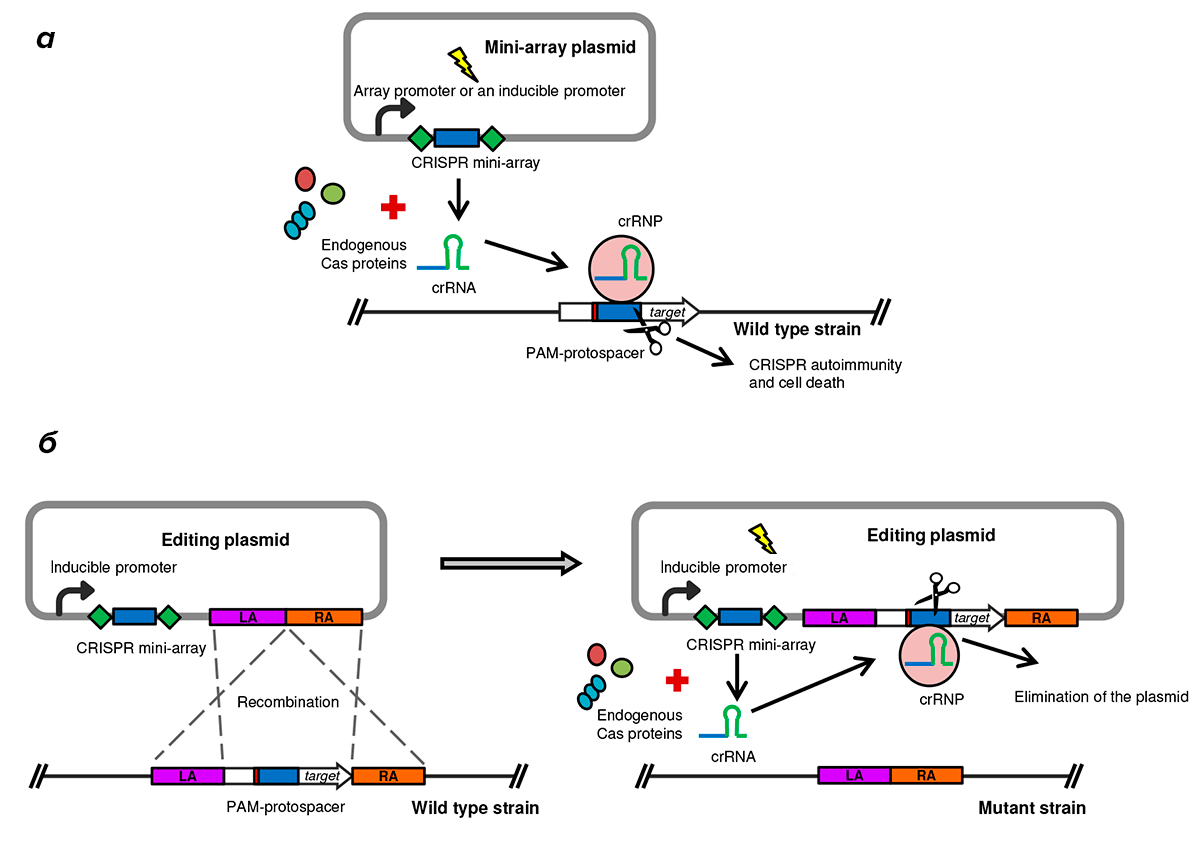 Использование эндогенной системы CRISPR/Cas